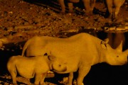 The Halali waterhole at night was very productive.  A total of 13 rhinos came by while we sat there one evening and then about 30 elephants came in and chased them away.